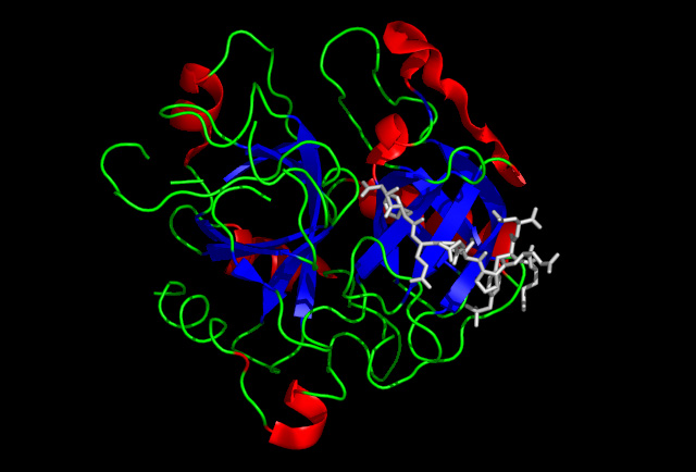 Estrutura da protrombina humana (vitamina K), fundamental para a coagulação sanguínea.
