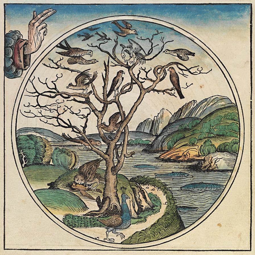 O quinto dia da Criação no livro de Nuremberg. As Crônicas de Nuremberg é um livro impresso em 1493 e editado em várias versões que narra a história universal da humanidade, de sua criação até o ano de 1490, tendo como base o relato da Bíblia. É um dos livros principais incunáveis (livro impresso nos primeiros tempos da imprensa com tipos móveis) da história.
